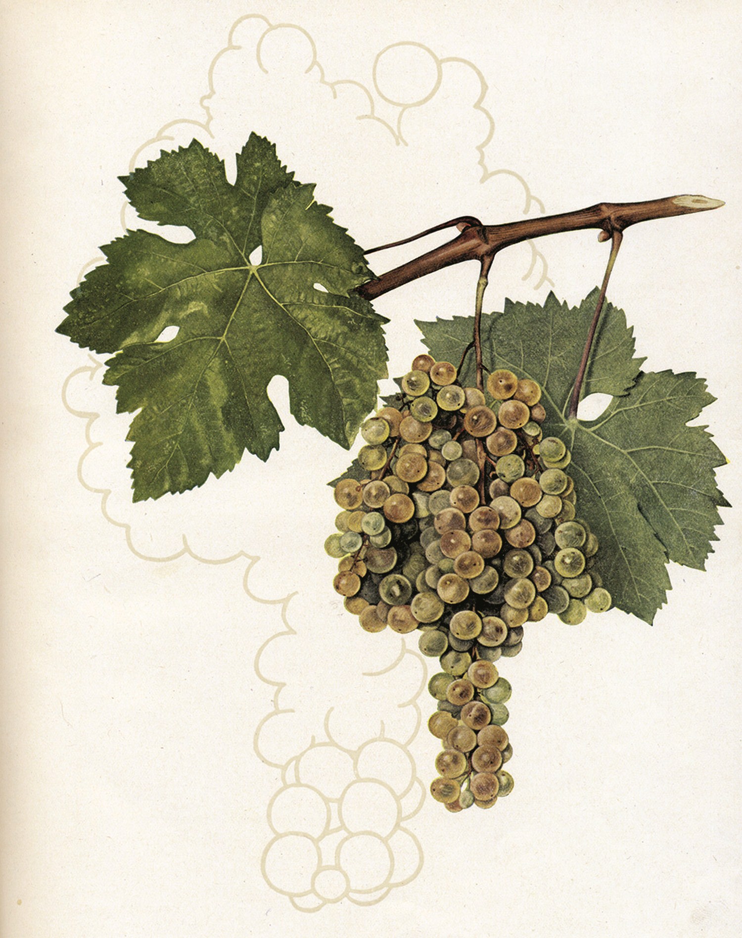 7. Maraština bijela